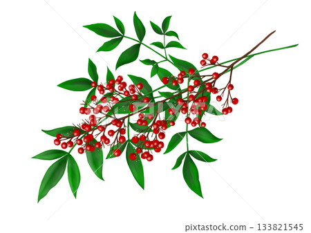 南天竹漿果和葉子 133821545