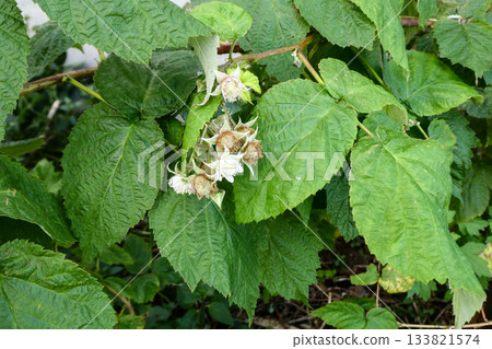 Morioka City, Iwate Prefecture Raspberries that are still green and about to produce flowers and fruit despite it being late autumn Morioka City, Iwate Prefecture Raspberries that are still green and about to produce flowers and fruit despite it being late autumn 133821574