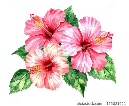 粉紅色芙蓉花水彩插圖 133821621