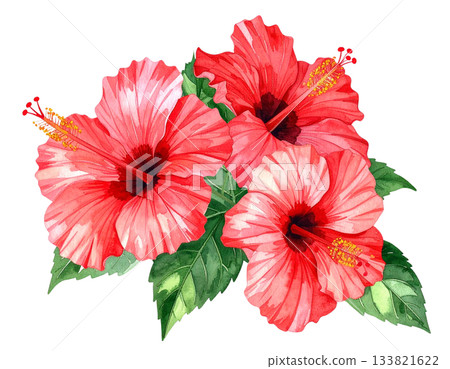 水彩畫風格的紅色芙蓉花插圖 133821622