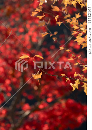 鮮紅的秋葉 鮮紅的秋葉 133821624