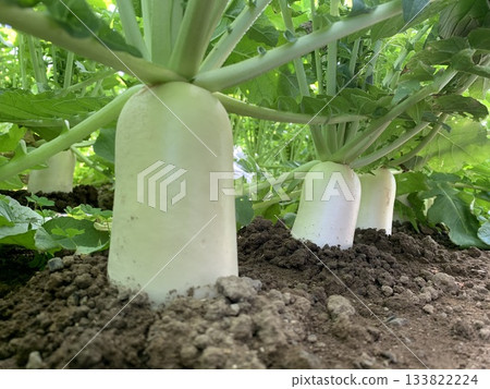Green radishes waiting to be harvested in the field 133822224