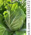田間一棵異常碩大的中國白菜正等待收割。 133822472