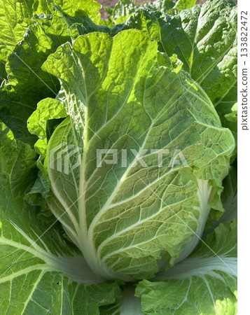 An exceptionally large Chinese cabbage waiting to be harvested in the field An exceptionally large Chinese cabbage waiting to be harvested in the field 133822472