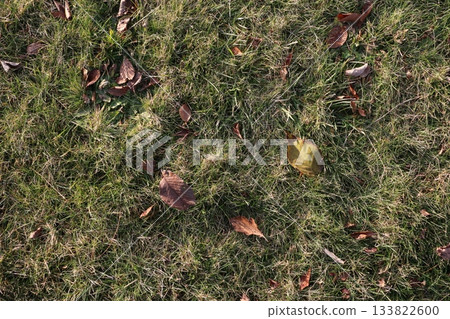 腳下落葉的質感 133822600