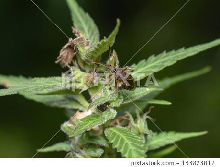 A close-up view of a forest bug with long whiskers on a cannabis leaf in summer A close-up view of a forest bug with long whiskers on a cannabis leaf in summer 133823012