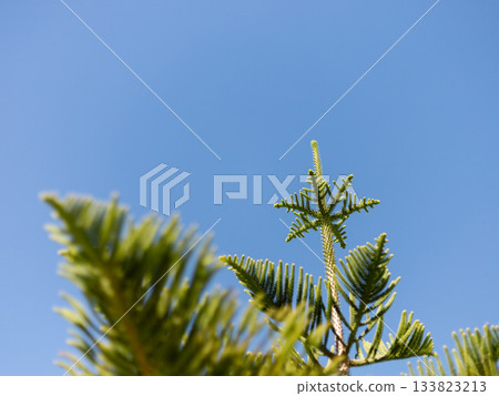 A close-up of a green tree branch reaching towards a bright blue sky. The fine details of the leaves are highlighted by sunlight, creating a serene atmosphere. Copy space. A close-up of a green tree branch reaching towards a bright blue sky. The fine details of the leaves are highlighted by sunlight, creating a serene atmosphere. Copy space. 133823213