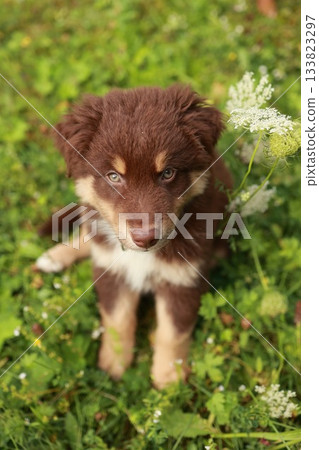 Brown and white dog is sitting in a field of grass 133823297