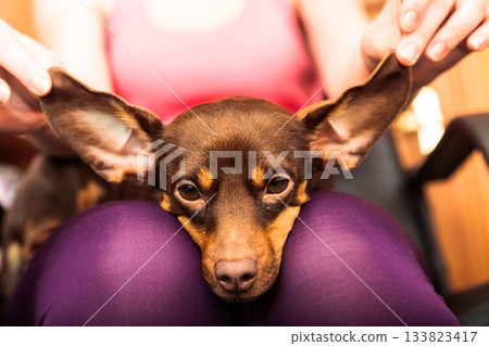mixed dog relaxing on human legs mixed dog relaxing on human legs 133823417