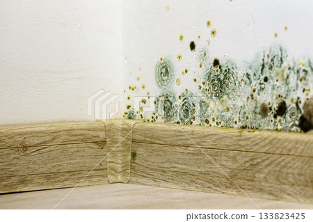 Mould and fungus growth on wall Mould and fungus growth on wall 133823425