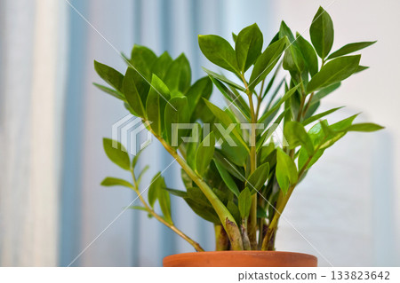 Zamioculcas indoor plant in terracotta pot Zamioculcas indoor plant in terracotta pot 133823642