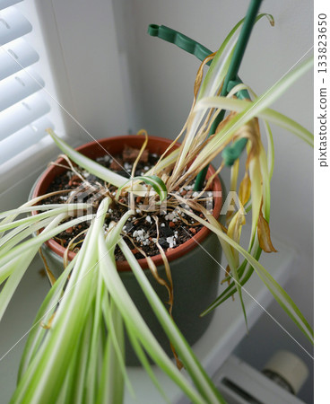 Dried indoor Chlorophytum Spider Plant showing signs of poor care Dried indoor Chlorophytum Spider Plant showing signs of poor care 133823650