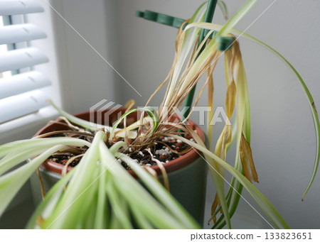 Dried indoor Chlorophytum Spider Plant showing signs of poor care Dried indoor Chlorophytum Spider Plant showing signs of poor care 133823651