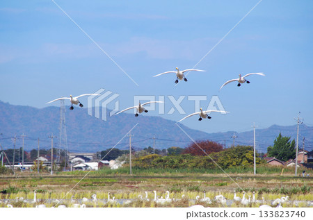 五隻大天鵝組成隊形飛行，降落在稻田。 133823740