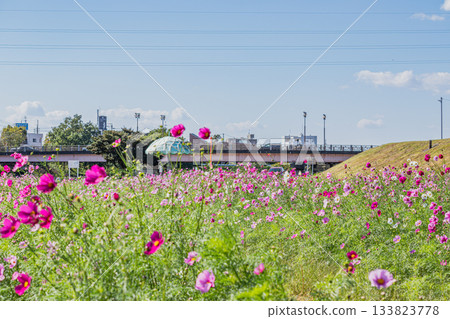Cosmos fields at Melon Park in Fukuroi City (Shizuoka Prefecture) Cosmos fields at Melon Park in Fukuroi City (Shizuoka Prefecture) 133823778