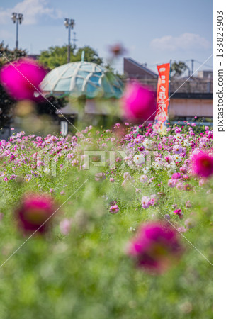 福袋市(靜岡縣)蜜瓜公園的波斯菊花田 福袋市(靜岡縣)蜜瓜公園的波斯菊花田 133823903