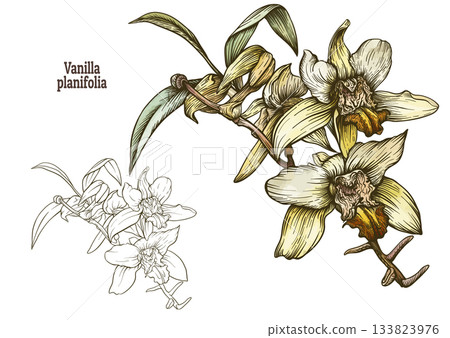 Botanical illustration of Vanilla planifolia orchid 133823976