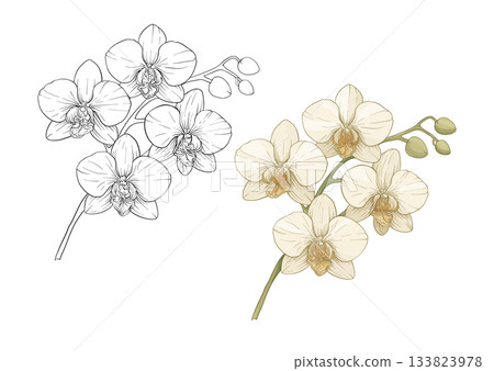 vector illustration of orchid flowers vector illustration of orchid flowers 133823978