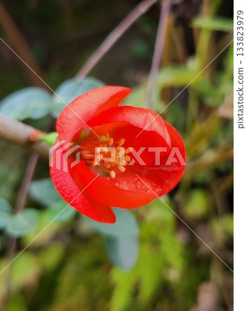 紅冬榅桲 133823979