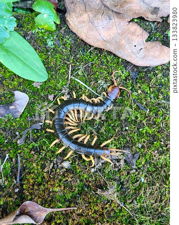一株長在潮濕苔蘚上的、覆蓋著苔蘚的鹿角蕨（西伯利亞鹿角蕨）。 133823980