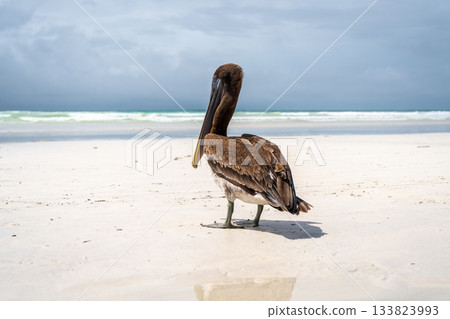 Brown pelican resting on rocks at Tortuga Bay, Galapagos islands, Ecuador 133823993