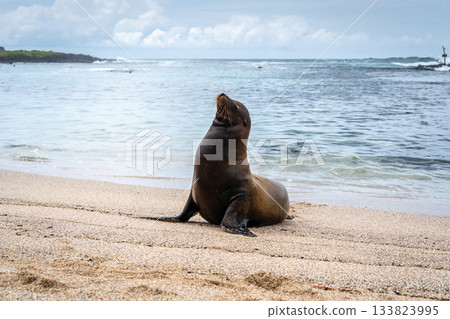 Sea Lion Posing on Playa Loberia Beach Sea Lion Posing on Playa Loberia Beach 133823995