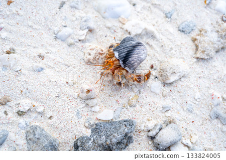 Hermit crab on a white sand beach in Maupiti, French Polynesia 133824005