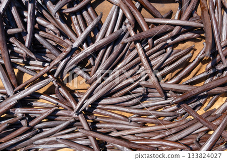 Fresh Tahitian Vanilla Pods Drying on Tahaa Island, French Polynesia Fresh Tahitian Vanilla Pods Drying on Tahaa Island, French Polynesia 133824027