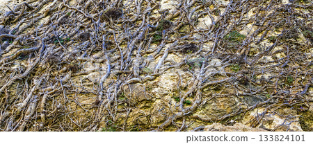 Superficial Roots Background 133824101