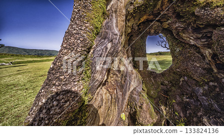 Mystical Fanal Forest, Madeira, Portugal Mystical Fanal Forest, Madeira, Portugal 133824136
