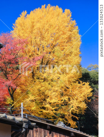 黃色葉子發光在藍天 黃色葉子發光在藍天 133824513