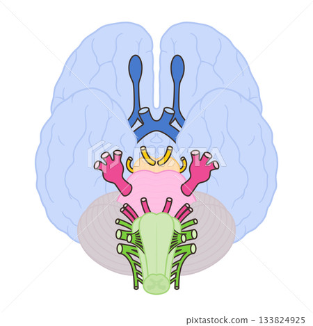 Illustration of the 12 cranial nerves_midbrain included to make the origins easier to see 133824925
