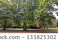 Trees in the park  133825302