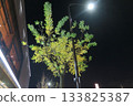 Illuminated yellow leaves of roadside trees Illuminated yellow leaves of roadside trees 133825387