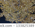 Lit up ginkgo biloba Lit up ginkgo biloba 133825389