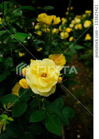 Izu's dancer 133825421