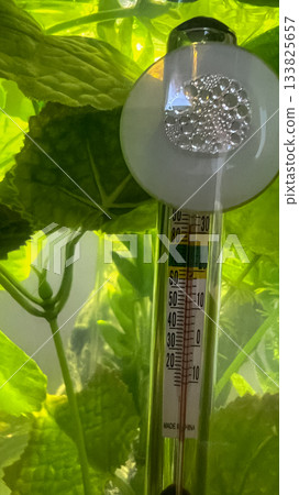 A vertical glass thermometer used for aquarium temperature control, submerged among lush green plants. Perfect for content related to fish tank setups or aquarium hobbyist tools. 133825657