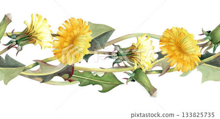 Seamless watercolor border with yellow flowers and dandelion leaves on an isolated background. Botanical illustration of wildflowers in natural colors for textiles, summer design. Seamless watercolor border with yellow flowers and dandelion leaves on an isolated background. Botanical illustration of wildflowers in natural colors for textiles, summer design. 133825735