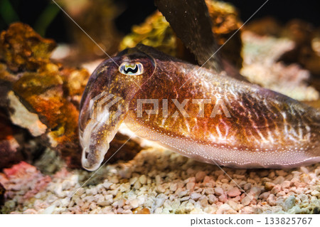 Cuttlefish resting on seabed rocks with detailed skin texture and rich brown coloration Cuttlefish resting on seabed rocks with detailed skin texture and rich brown coloration 133825767