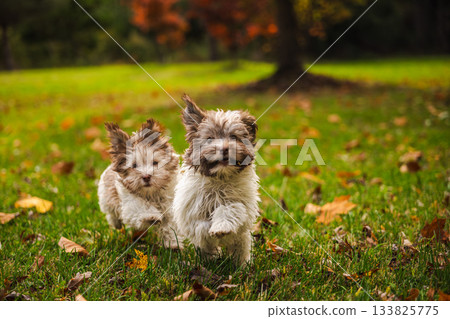 Two adorable Havanese puppies running toward the camera on green grass with autumn leaves around them 133825775