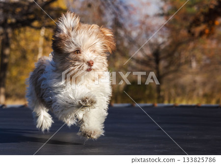 Playful fluffy Havanese puppy running outdoors on a sunny autumn day, captured in mid-air motion with dynamic energy and expressive movement in a natural park setting. 133825786