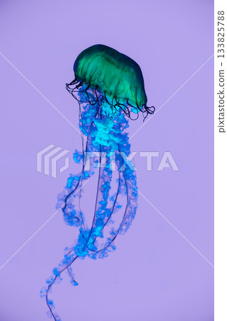 Abstract green and blue jellyfish floating on a soft purple background 133825788
