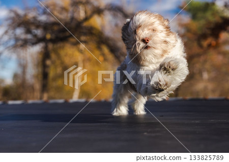 Havanese puppy running outdoors on a sunny day. 133825789