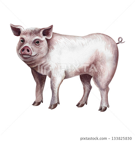 A pig standing in profile. Hand-drawn watercolor illustration. Perfect for livestock farms or agricultural projects. Also suitable for labels, packaging, banners, and more. A pig standing in profile. Hand-drawn watercolor illustration. Perfect for livestock farms or agricultural projects. Also suitable for labels, packaging, banners, and more. 133825830