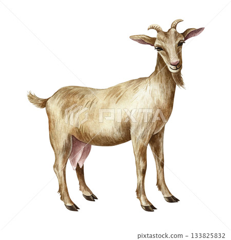 A goat standing in profile. Hand-drawn watercolor illustration. Perfect for dairy farms or agricultural projects. Also suitable for labels, packaging, banners, and more. 133825832