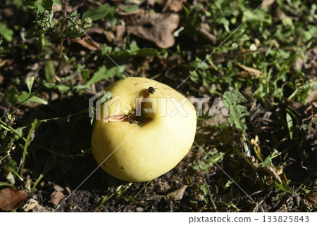 A rotten apple and a fly. A scattering of apples on the ground. Autumn apple harvest. 133825843