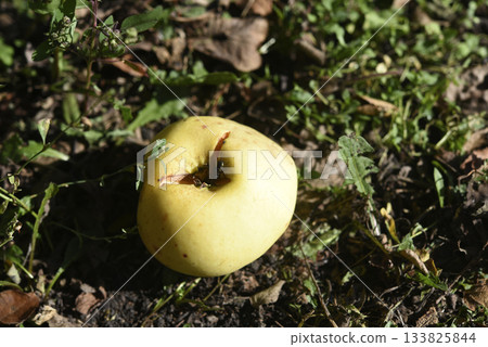 A rotten apple and a fly. A scattering of apples on the ground. Autumn apple harvest. A rotten apple and a fly. A scattering of apples on the ground. Autumn apple harvest. 133825844
