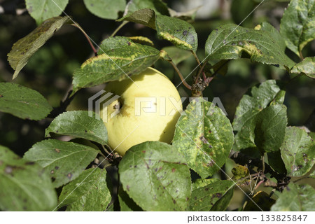 A ripe yellow apple on an apple bush. A juicy apple on a branch. Autumn apple harvest. 133825847