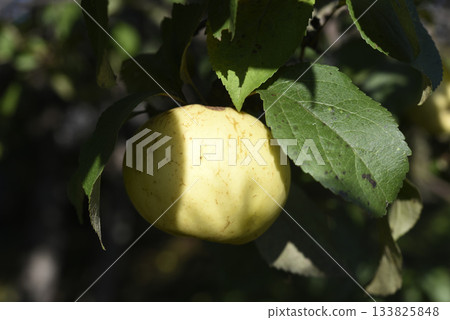 A ripe yellow apple on an apple bush. A juicy apple on a branch. Autumn apple harvest. 133825848