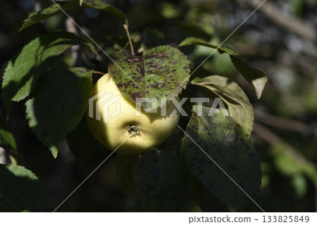 A ripe yellow apple on an apple bush. A juicy apple on a branch. Autumn apple harvest. 133825849